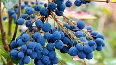 Consumir la fruta en forma de zumo parece tener el efecto inverso.