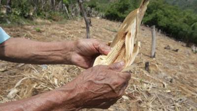 La falta de agua provocó que las plantas de maíz rápidamente se secaran.