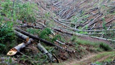 Un comunicado detalló que los expertos, procedentes del Estado de Baviera, se reunieron con los titulares del Ministerio de Agricultura y Ganadería (MAG) y Ministerio de Medio Ambiente y Recursos Naturales (MARN) para abordar los problemas medioambientales que afectan al país y los programas gubernamentales. EFE/Archivo