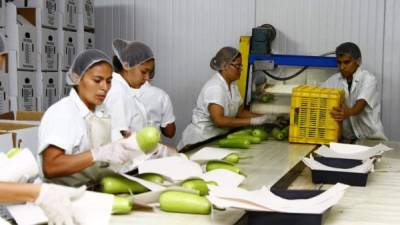 Empresa de vegetales orientales de Comayagua.