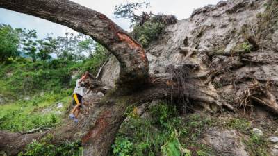 Más de 26 árboles han sido talados para construir el proyecto habitacional Ciudad Jaraguá. Foto: Wendell Escoto