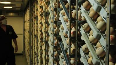 Los productores abastecen de huevo a El Salvador, sobre todo para el uso industrial. Foto: Cristina Santos.