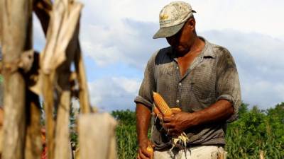 Productores de maíz están entre los beneficiados.