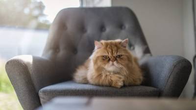 Beautiful Persian cat lying on a gray armchair, relaxing indoors at home.