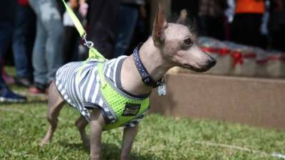 Fotografía de un ejemplar de Perro sin Pelo del Perú, durante la exhibición 'Perro Peruano sin Pelo-Identidad y Cultura Viva', en el distrito residencial de San Borja en la ciudad de Lima, Perú. EFE