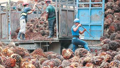 <b><span class=mln_uppercase_mln>Empleo.</span></b> Trabajadores seleccionan frutas de palma aceitera.