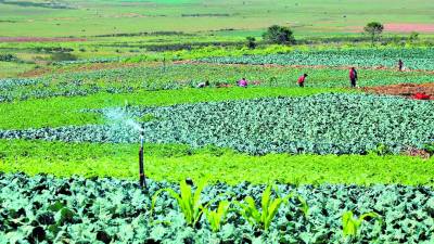 <b> Trabajadores agrícolas trabajan en una plantación de repollo.</b>