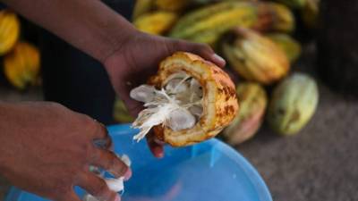 Se calcula que al menos 4,000 personas se dedican a la actividad de producción y transformación del cacao. La mayor parte del cultivo se cosecha en el Litoral Atlántico.