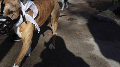 Un perro de raza pitbull.