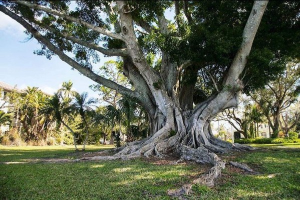 Una nueva mansión es invasiva, no este hermoso árbol! fuerón algunas palabras que están escritas en un cartel pegadas en el parque.
