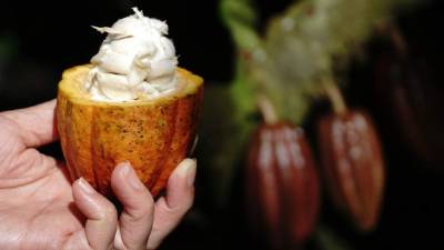 El país, a nivel regional, es el segundo mayor exportador de este tipo de comestibles.