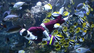 Un buzo disfrazado de Papá Noel da la alimentación a los peces del SEA Aquarium en el Resort World Sentosa, Singapur.