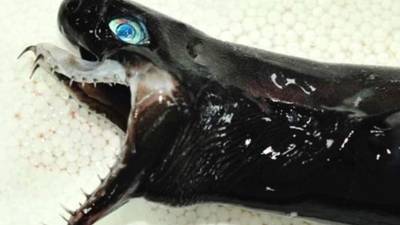 El ejemplar capturado por los pescadores chinos.