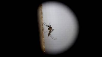 Crece la alarma por la expansión del virus del zika a nivel mundial.