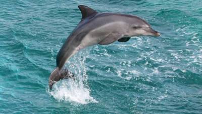 Los delfines espías fueron utilizados por Rusia en su conflicto con Ucrania.