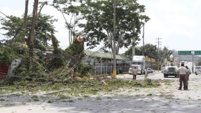 La segunda calle quedó inhabilitada por varias horas mientras los bomberos retiraban el árbol caído.