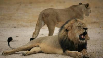 Imagen de archivo de Cecil fechada en 2012 y difundida ayer por el Parque Nacional de Zimbabwe.