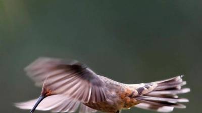 Colombia registró el avistamiento de 1.466 aves en regiones consideradas un auténtico 'Edén' para esta actividad científica y turística como Antioquia (norte), Chocó (noroeste) y Risaralda, que hace parte del llamado Eje Cafetero, en el centro del país. EFE/Archivo