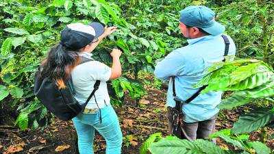 A los pequeños productores de café se les brindará asistencia técnica para cumplir con los nuevos estándares de mercado hasta mejorar la calidad del aromático.