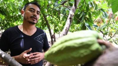 Como ya hiciera con el café, Honduras procura posicionar su cacao entre los mejores del mundo.