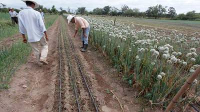 Cultivos bajo riego por goteo ubicados en Comayagua.