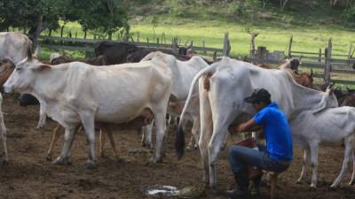 Los ganaderos reportan pérdidas por la leche que no logran procesar.
