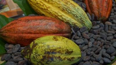El clima y los efectos del cambio climático deben formar parte de los planes de producción de cacao en Honduras
