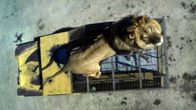 El león pasará a una segunda propiedad mientras el parque investiga el fatal incidente.