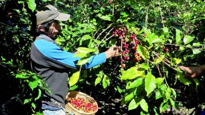 Un hondureño cortando café en fincas del interior del país.