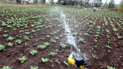 La sequía que sufre Honduras viene desde el año pasado.