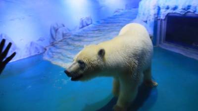 El oso polar vive en un reducido espacio en un centro comercial de China.