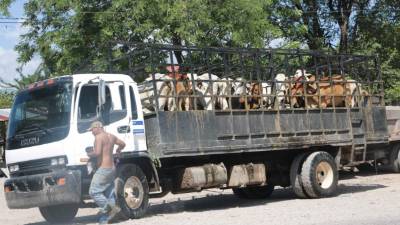 Las reses eran transportadas en camiones del Estado.