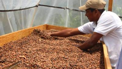 El productor Mauricio Colindres, de Morocelí, El Paraíso, trabaja en el secado de granos de café.