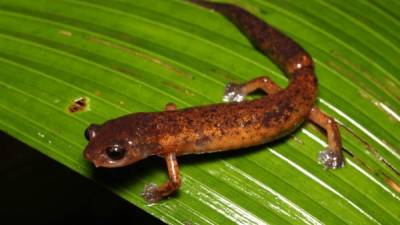 Bolitoglossa Diaphora. Es una especie de salamandras en la familia Plethodontidae. Es endémica de la vertiente caribeña de la Sierra de Omoa, en la zona cercana de Guatemala. ​Su hábitat natural son las montañas húmedas.