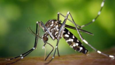 El aedus aegypti es el trasmisor del virus del zika.