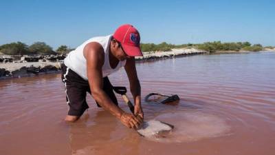 Fotografía fechada el 6 de marzo de 2018 que muestra al pescador Raúl May mientras trabaja en la salinera en Xtampú, municipio de Dzemul, en el suroriental estado mexicano de Yucatán, México. EFE