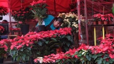 Vista de una vendedora de Nochebuenas en la Ciudad de México. EFE