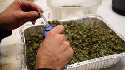 Un trabajador corta marihuana hoy, miércoles 1 de enero de 2013, en el centro de crecimiento de O.Pen Vape, en Denver (EE.UU.). Veinticinco ciudades y condados del estado de Colorado (EE.UU.) permiten desde hoy la venta legal y limitada de marihuana en cerca de 160 establecimientos, el primer lugar del mundo en hacerlo libremente para todos los mayores de 21 años. EFE/