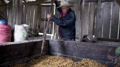 Un hombre trabaja el poco café que pudo recuperar en su finca por la afectación de la roya, el 16 de enero de 2014, en el municipio de San Nicolás (Honduras). La roya del café sigue afectando a los productores de Honduras, quienes no todos tienen acceso a la asistencia técnica y crediticia de las instituciones ligadas al sector, pese a que el grano es el primer producto de exportación del país centroamericano. EFE
