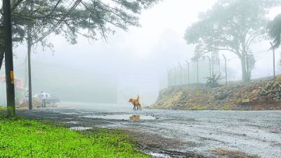 Llovizna moderada y temperaturas frescas se seguirán sintiendo.