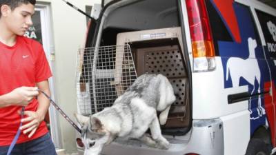 Cientos de mascotas, en especial perros y loros son llevados a la veterinaria Rivera en la segunda avenida, 3 calle de San Pedro Sula. Foto: José Cantarero