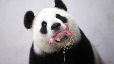 El oso pesa 171 gramos y está en buen estado de salud. AFP