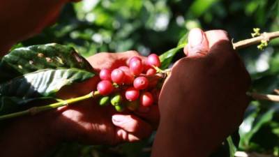 Productores de café temen ser afectados con nueva medida impuesta por Estados Unidos.