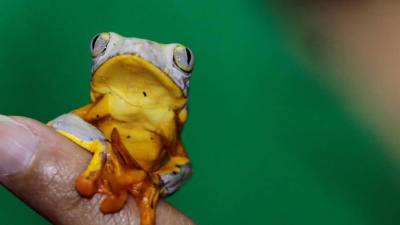 Imagen tomada el pasado 15 de abril de uno de los pequeños sapos del centro Jambatu, en Quito, Ecuador, dedicado al estudio de anfibios, que ha abierto el camino a la biomedicina a través de un ambicioso proyecto de investigación que pretende encontrar en ellos los remedios del futuro. EFE