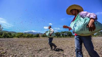Dos productores siembran granos de arroz en unas plantaciones en el Valle de Comayagua. Foto: Yoseph Amaya