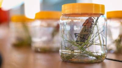 Las autoridades salvadoreñas de agricultura y ganadería localizaron dos brotes de esta langosta en los departamentos de San Vicente y Usulután.