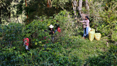 Las fincas de Santa Rosa de Copán están en plena etapa de corte.