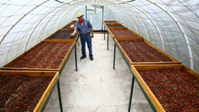 El secado solar es un elemento fundamental para que el sabor natural melado tome forma y reviva los cafés tradicionales rurales del occidente de Honduras.