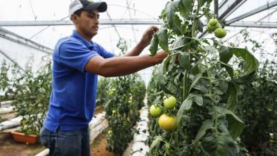 El costo de los invernaderos varía entre L80,000 a L100,000. Solo hay ocho, pero seespera construir doce más. Foto: Wendell Escoto