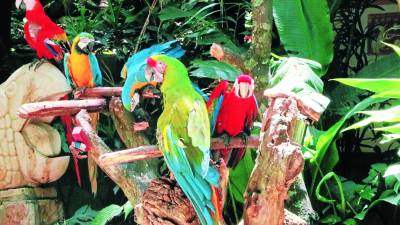 La décima liberación de guacamayas rojas se realizará en Copán Ruinas el 25 de junio